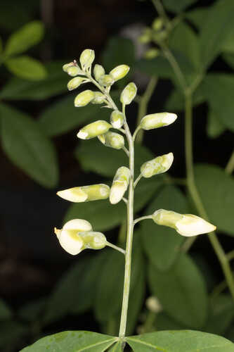 Baptisia megacarpa #18